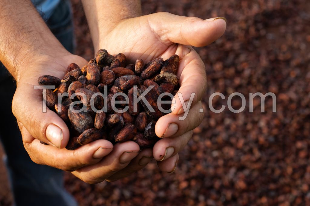 Quality Dried Cacao Beans / Cocoa- Beans