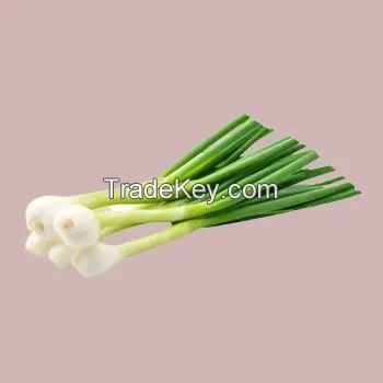 Top Quality Fresh Scallion For Sale