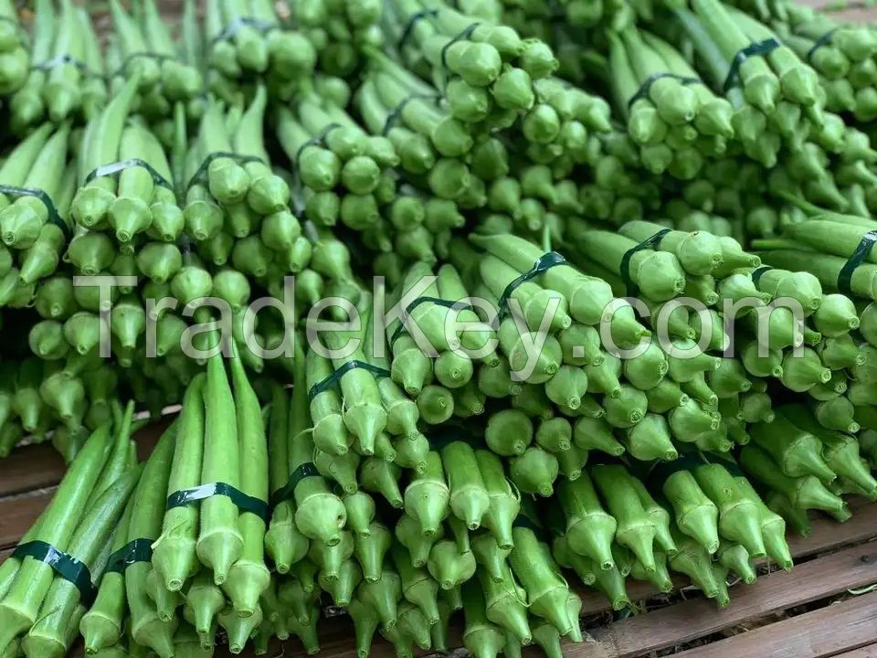 100% Fresh Vegetable Okra 100% Premium Quality Organic Ladies Finger/Fresh Okra Export