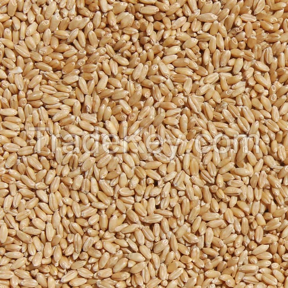 High quality Durum Wheat ecological product of South Africa manufacturer prices bulk sale beans and grains