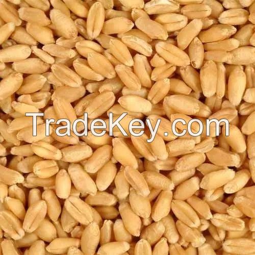 Quality barley grain in bulk, barley