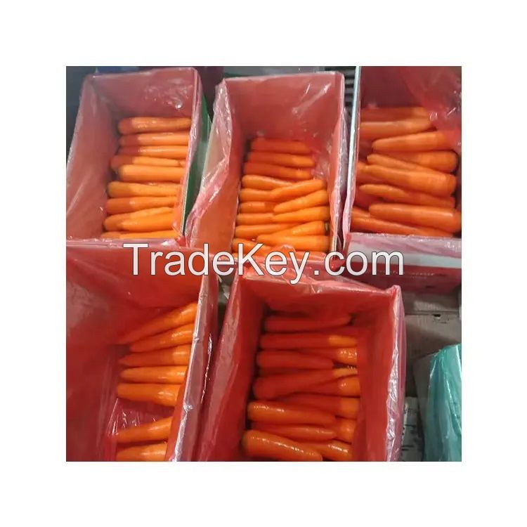 Fresh wholesale spot carrots