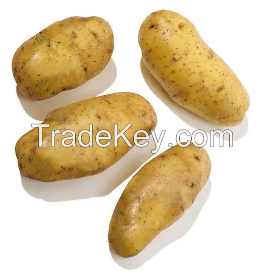 Organic Fresh Potatoes 100% High Quality Export Oriented Low Price For Wholesale Price Fresh Potato