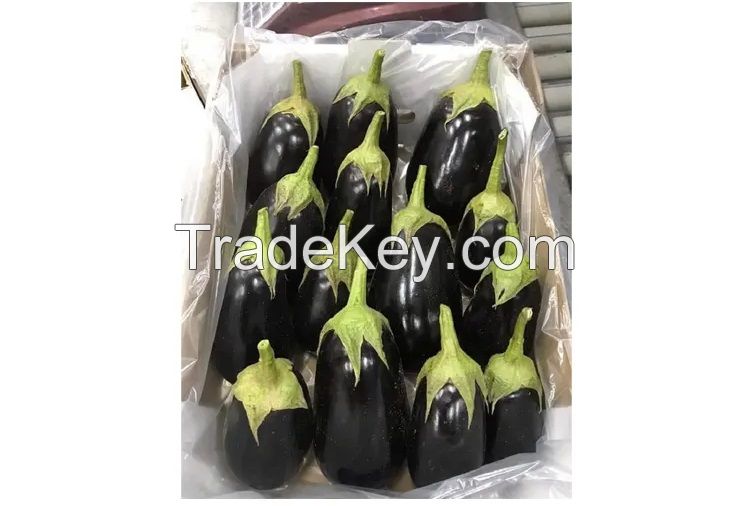 Hot Selling High Quality 100% Natural Fresh Vegetables Fresh Eggplant Ready for Sale From South Africa at Wholesale Price