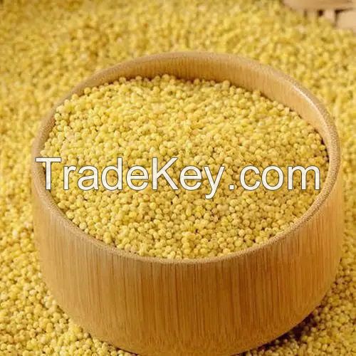 Yellow Millet Broom Corn Millet for Bird Feed