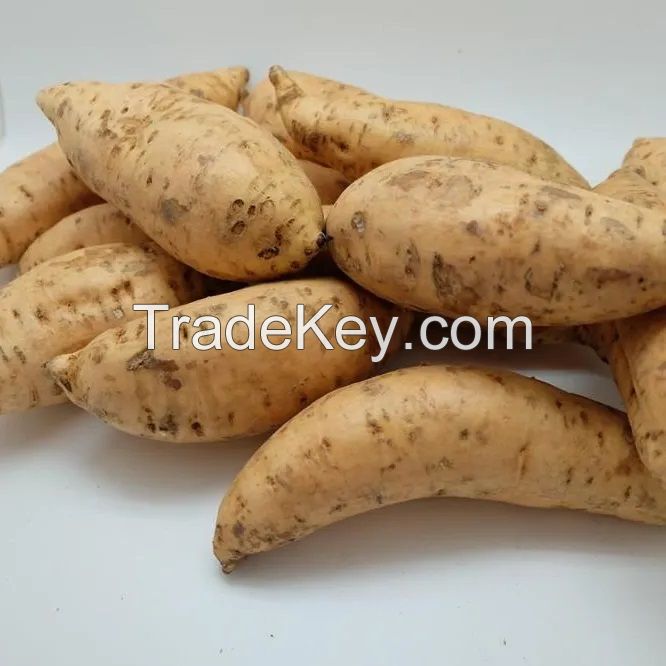 Wholesale Export Fresh Taro Factory Fresh Taro Roots Cheap Price For Sale