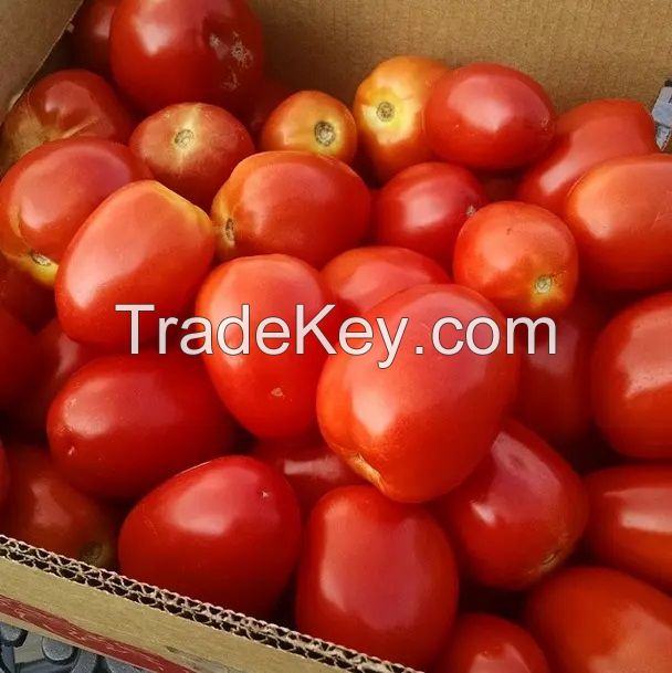 BEST FRESH FARM HARVESTED TOMATOES READY AT WHOLESALE PRICE