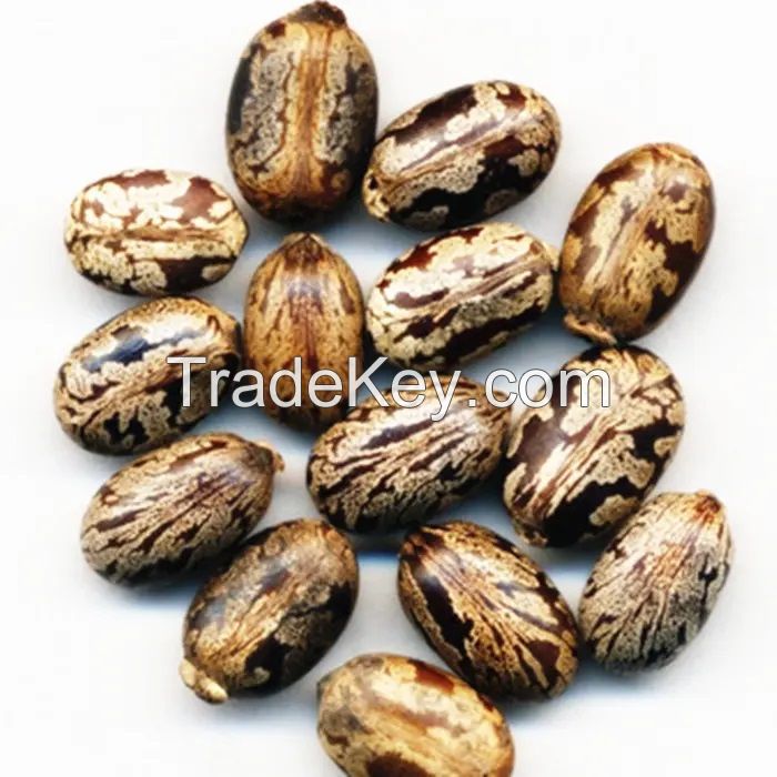 Bulk castor oil seed with high oil content castor seed