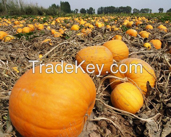 Pumpkin Seed/Kernels, Snow white and Shine Skin