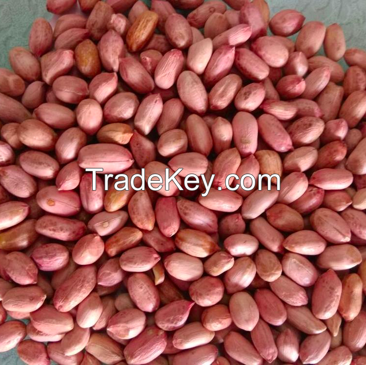 100% Natural premium Quality Origin Peanuts And Ground Nuts With Customized Packing on Bulk Quantity