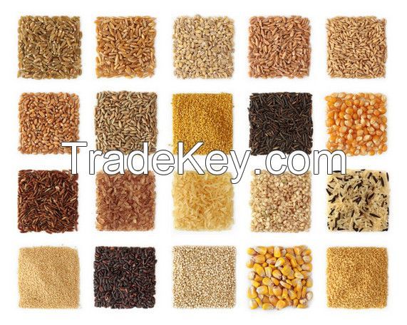 corn, wheat, rice, white corn, yellow corns, all types of dried grain products