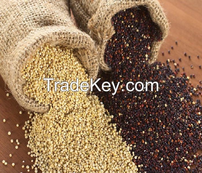 Quinoa Grain and bulk Quinoa Seeds For Sale