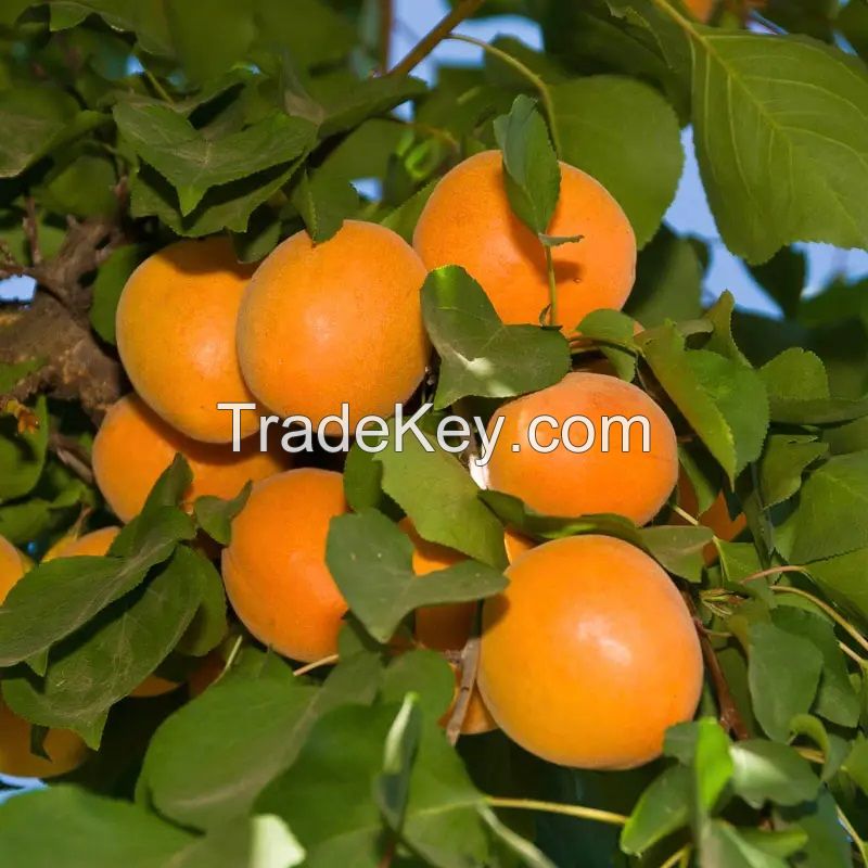 Fresh Apricots For Sale , Export Quality From South Africa