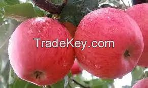 Fresh Royal Gala Apples, Golden Delicious Red Apples