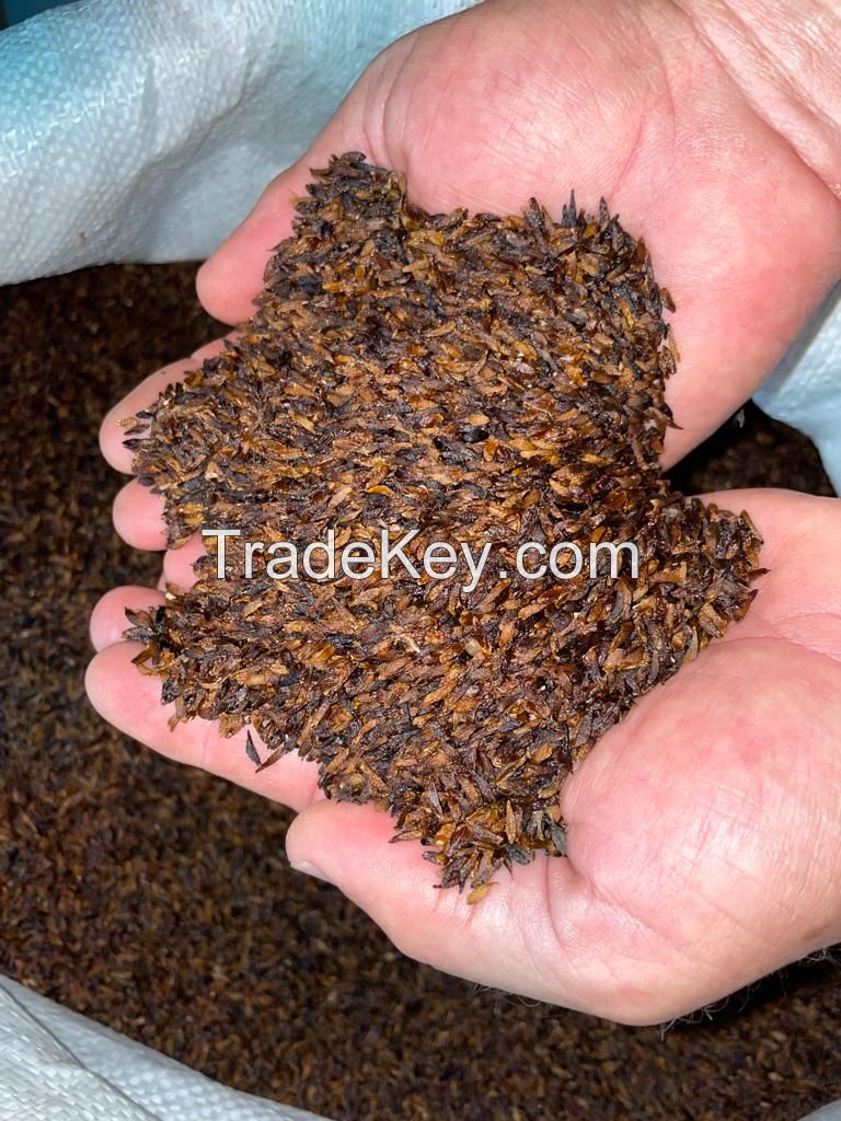 Sabadilla seeds for sale