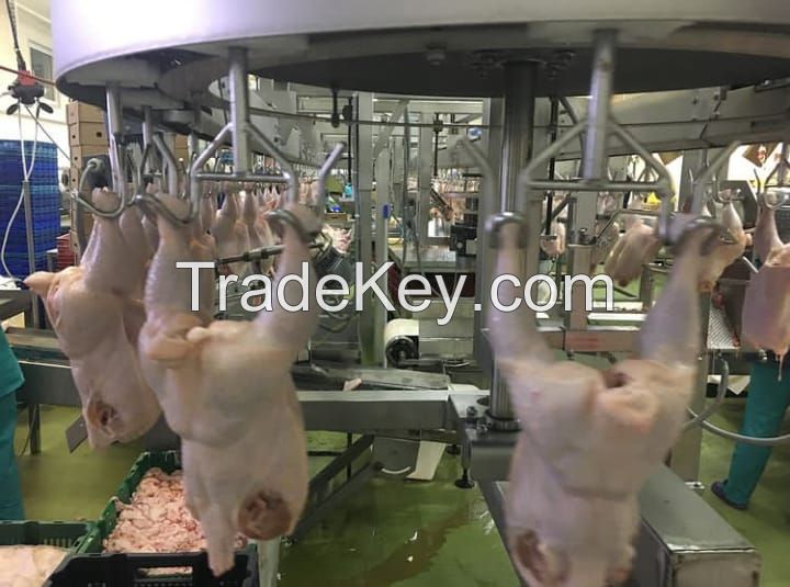 Popular factory Processed frozen chicken From Brazil