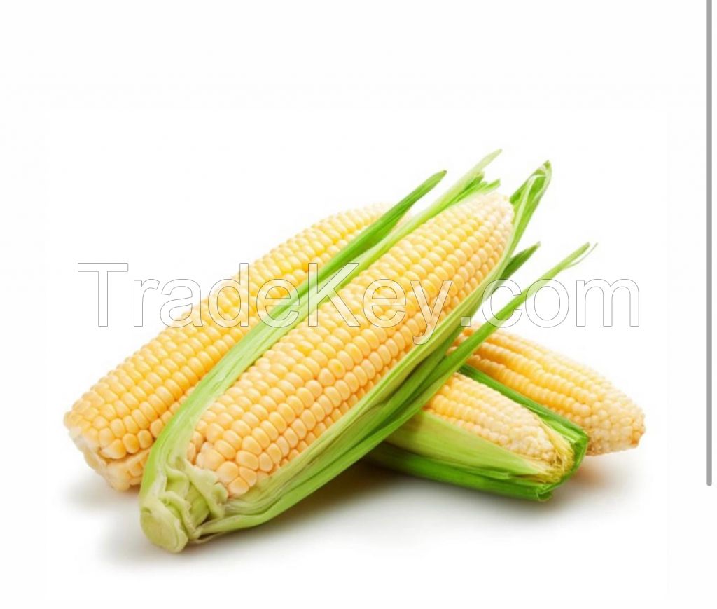 Sell Offer Yellow corn NON GMO