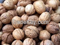 Wailitong Organic Bulk Nuts Wholesale Walnuts Unwashed Xinjiang Raw Bulk 185 Walnut In Shell Dry Fruits Walnuts Kernels For Sale