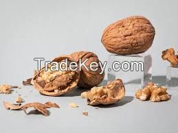 walnuts in shell with extra light walnut kernels