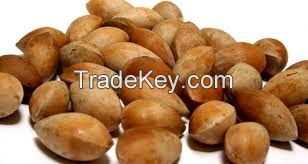 Quality Ginkgo Nuts For Sale