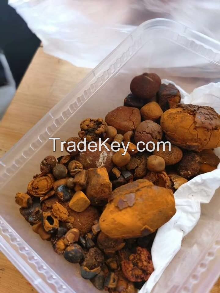 Quality Dried Cow Ox Gallstones