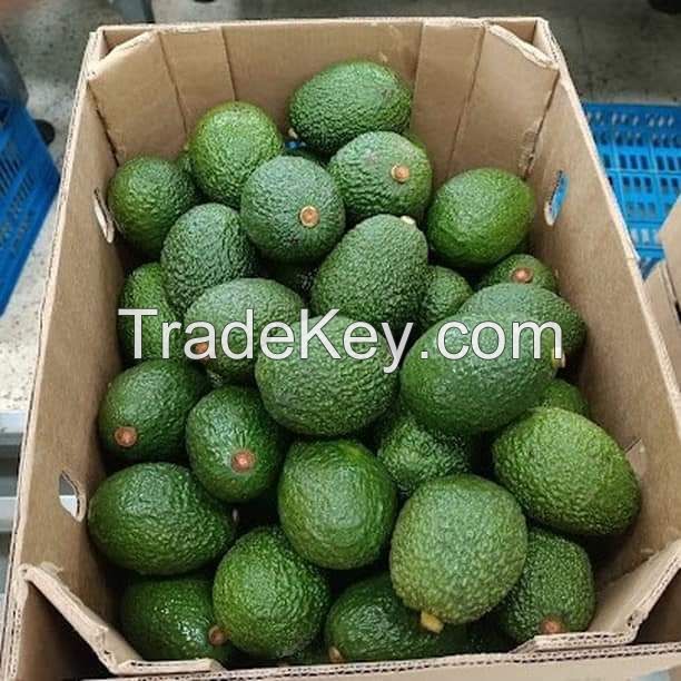 Fresh Avocado available for export
