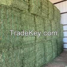 Sell Offer Alfalfa Hay