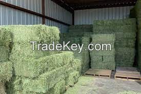 Sell Offer Alfalfa Hay