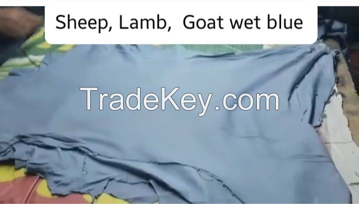 Sell Sheep, Lamb and Goat Wet Blue Skin
