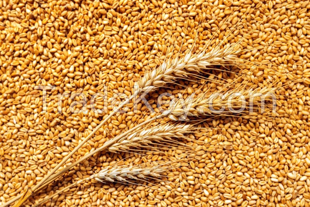 Soft wheat