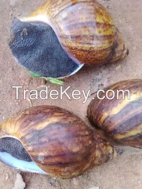 Fresh Snails With Shell