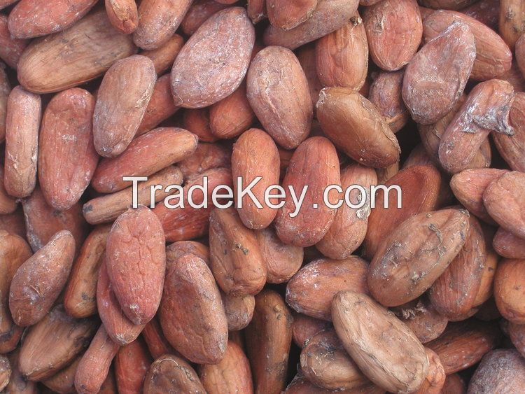 Cocoa Beans