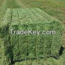 Livestock Feed Alfalfa Hay and Timothy Hay