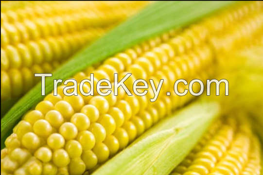 Corn