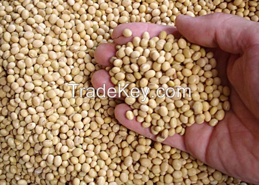 Non GMO SOYBEAN SEEDS