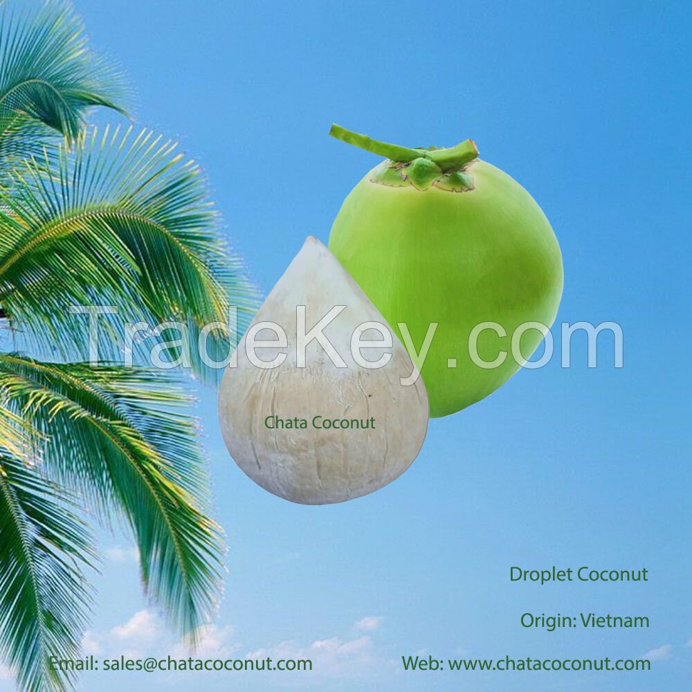 Shell Coconut