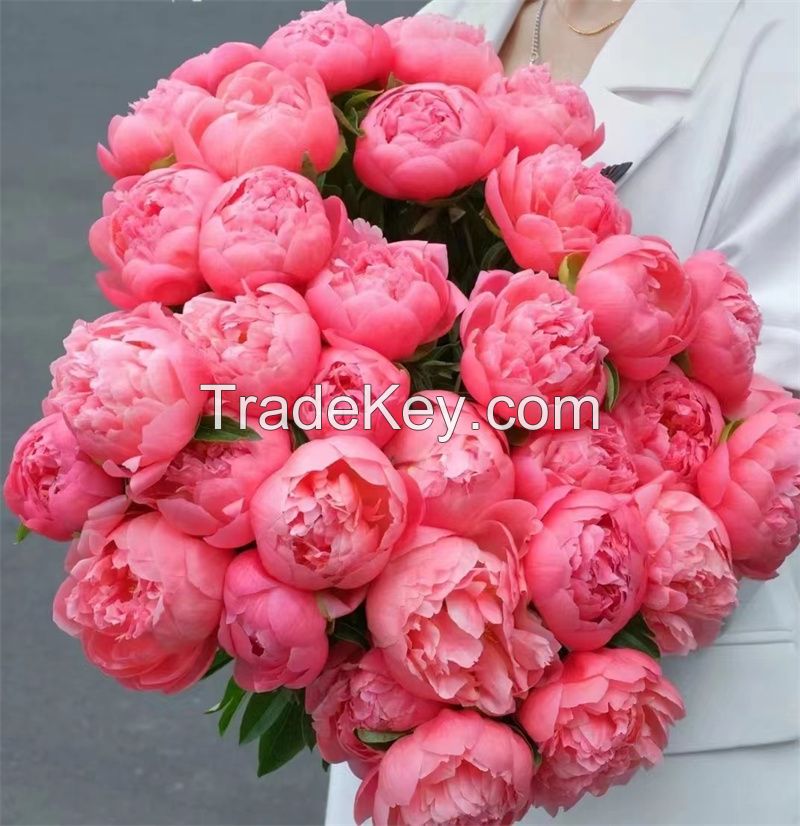 China fresh cut herbaceous peony wholesale