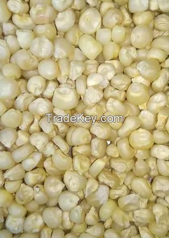 Non GMO white and yellow maize for Human and animal feed.