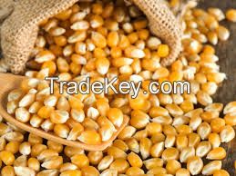 Sell Yellow Corn