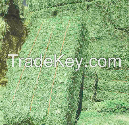Wholesaler of Alfalfa Hay