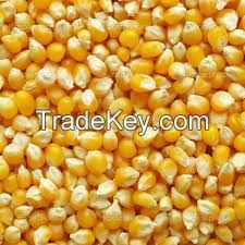 Yellow Maize or Corn for sale