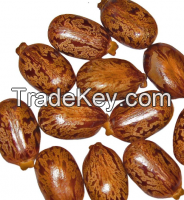 Castor seeds in cheap price