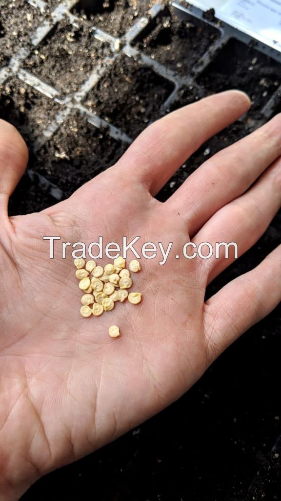 Tomato Seeds in stock