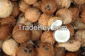 COCONUT SHELL in cheap price