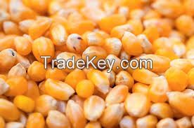 Yellow Corn/ Maize Grade 1 (Non GMO)