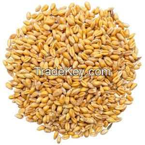 Organic Wheat Grain