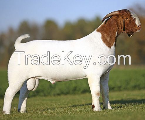 Boer Goats