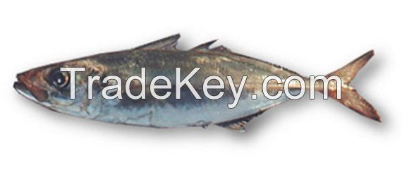 Atlantic Horse Mackerel