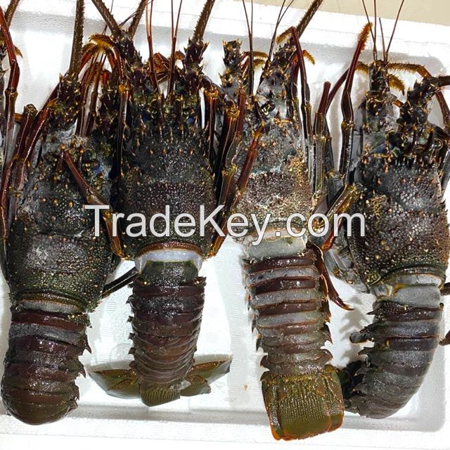 Frozen Lobster for sale