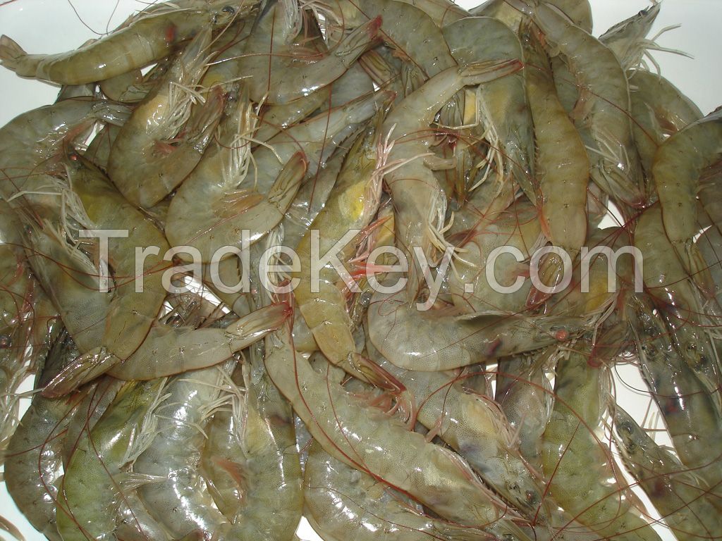 Fresh Vanamei Shrimp